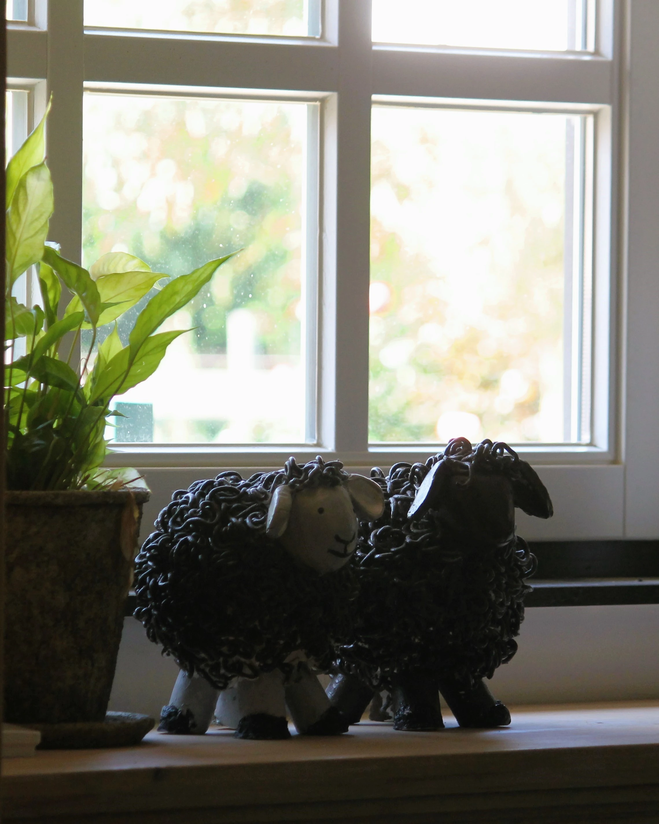 Foto van twee schapen op een vensterbank voor de contact pagina